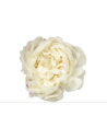 🌸 Mary Nichols Peonies – 90 Stems