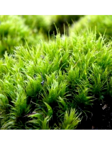 PRESERVED Reinder Moss PRESERVED Reinder Moss