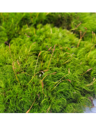 PRESERVED Reinder Moss PRESERVED Reinder Moss