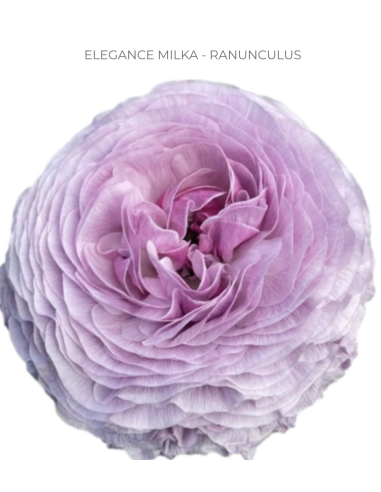 Ranunculus Milka – Lavender Ranunculus (240 Stems) | Luxury Wholesale Flowers