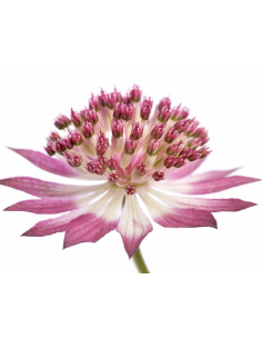 Astrantia Light Pink "roma" 60cm 100 stems
