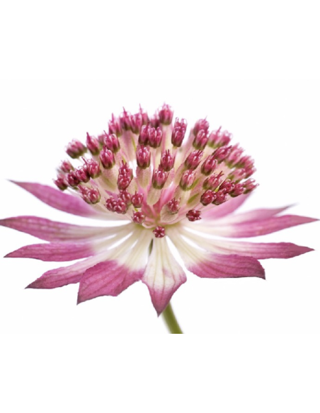Astrantia Light Pink "roma" 60cm 100 stems