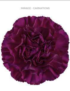 MIRAGE Carnations Dark Purple BULK BOX 400 stems