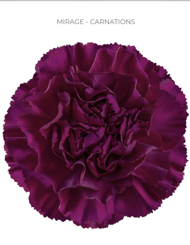 MIRAGE Carnations Dark Purple BULK BOX 400 stems MIRAGE Carnations Dark Purple BULK BOX 400 stems