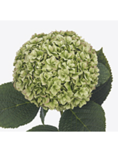 Premium Holland ROYAL HIGHNESS Green Hydrangea 65cm 20 stems Premium Holland ROYAL HIGHNESS Green Hydrangea 65cm 20 stems