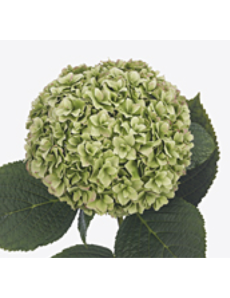 Premium Holland ROYAL HIGHNESS Green Hydrangea 65cm 20 stems