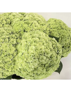 Premium Holland ROYAL HIGHNESS Green Hydrangea 65cm 20 stems 2