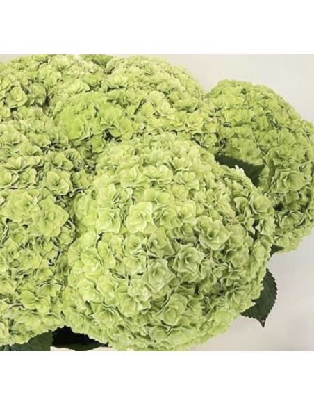Premium Holland ROYAL HIGHNESS Green Hydrangea 65cm 20 stems