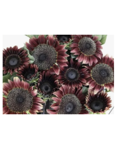 RED Sunflowers 50 stems