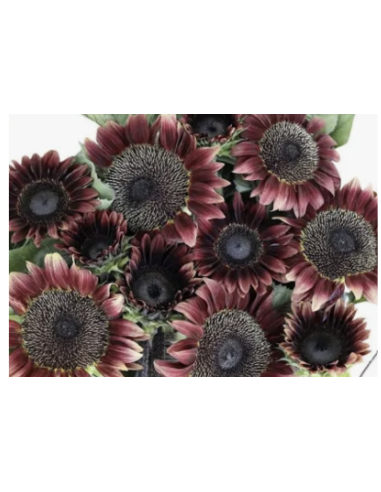 RED Sunflowers 50 stems RED Sunflowers 50 stems