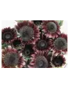 RED Sunflowers 50 stems