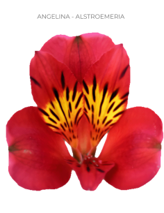 red alstromeria