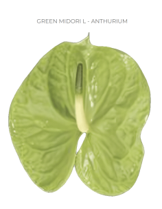 Anthurium Green 30 / 25 / 20 stems