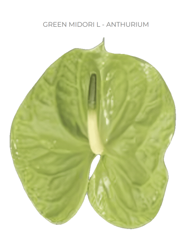 Anthurium Green Midori