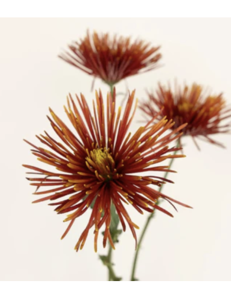 FALL 'Chispa" Spiders BULK Box 120 Stems