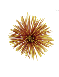 FALL his'Chispa" Spiders / Anastasia By the Box 120 Stems 2