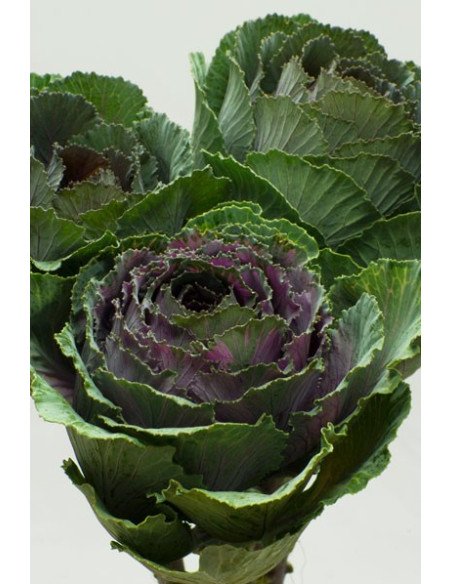 Kale (Brassica) 10 Stems