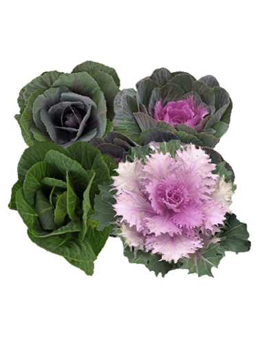 Assorted Kale (Brassica) 100 Stems