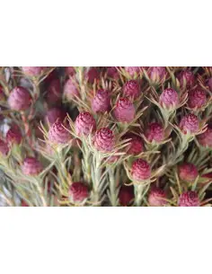 Safari Sunset (Leucadendron) by the bunch 2