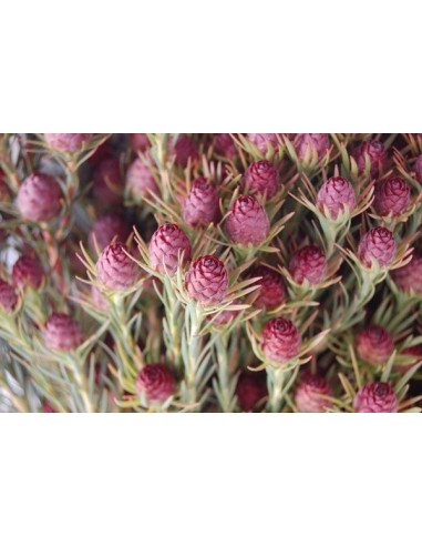 Safari Sunset (Leucadendron) by the bunch Safari Sunset (Leucadendron) by the bunch