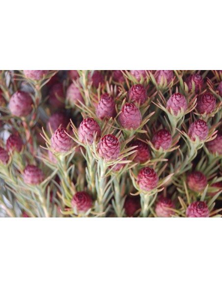 Safari Sunset (Leucadendron) by the bunch