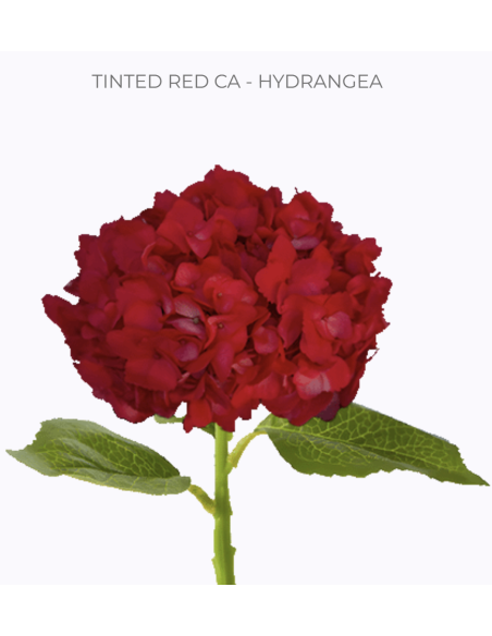 Bulk Hydrangea White