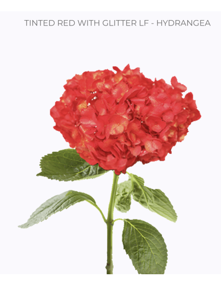 Bulk Hydrangea White