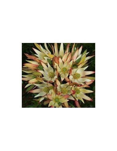 Safari Sunset (Leucadendron) by the bunch Safari Sunset (Leucadendron) by the bunch