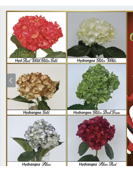 Bulk Hydrangea White