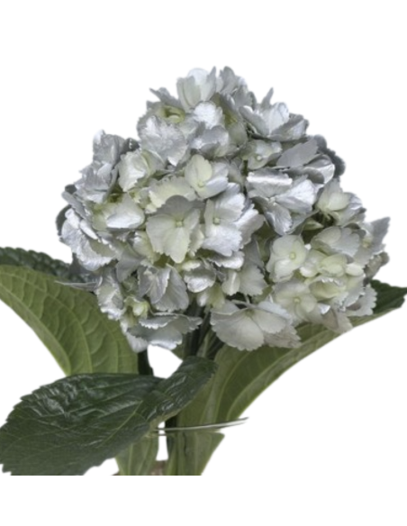 Bulk Hydrangea White