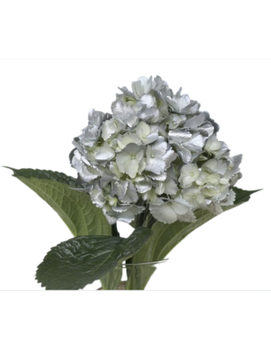 Bulk Hydrangea White