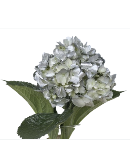 Bulk Hydrangea White