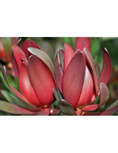 Safari Sunset (Leucadendron) by the bunch Safari Sunset (Leucadendron) by the bunch