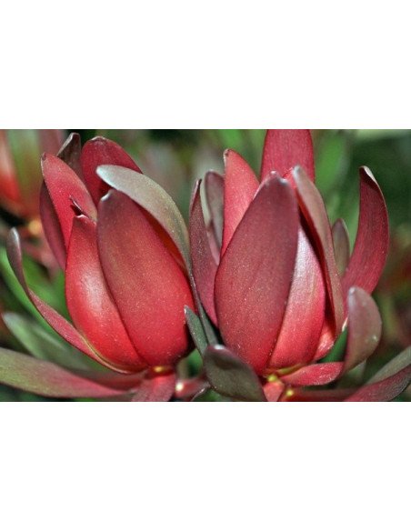 Safari Sunset (Leucadendron) by the bunch