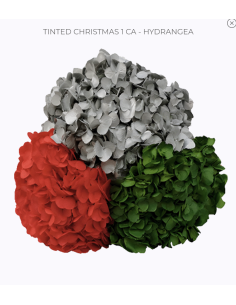 Bulk Hydrangea White