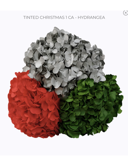 Bulk Hydrangea White