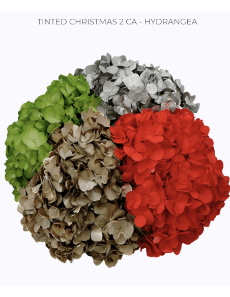 Bulk Hydrangea White