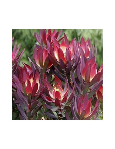 Safari Sunset (Leucadendron) by the bunch Safari Sunset (Leucadendron) by the bunch