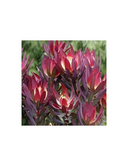 Safari Sunset (Leucadendron) by the bunch