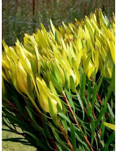 Safari Sunset (Leucadendron) by the bunch Safari Sunset (Leucadendron) by the bunch