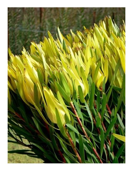 Safari Sunset (Leucadendron) by the bunch