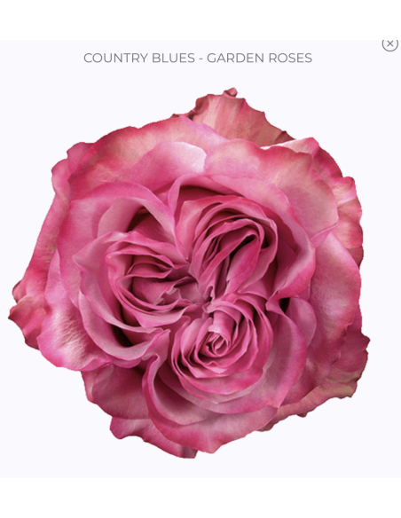 COUNTRY BLUES Garden Rose