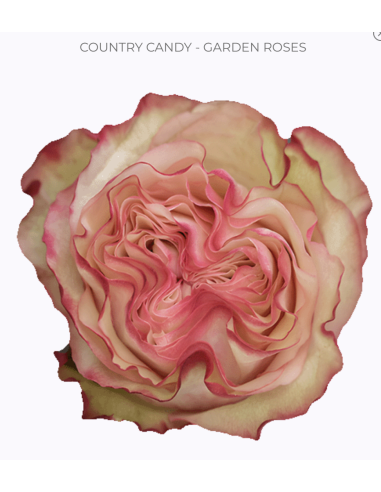 Country Candy Garden Rose | Bulk Wholesale Garden Roses