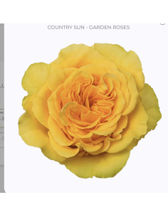 COUNTRY SUN Garden Rose