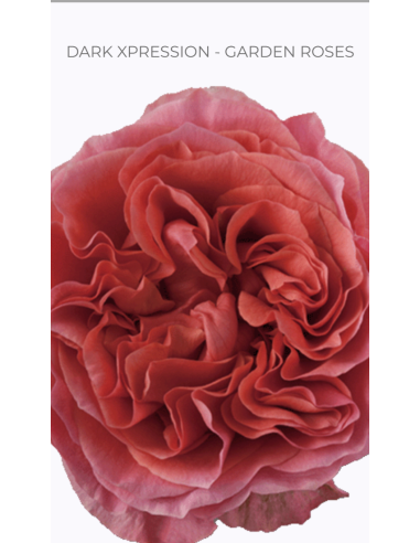 DARK XPRESSION Garden Rose