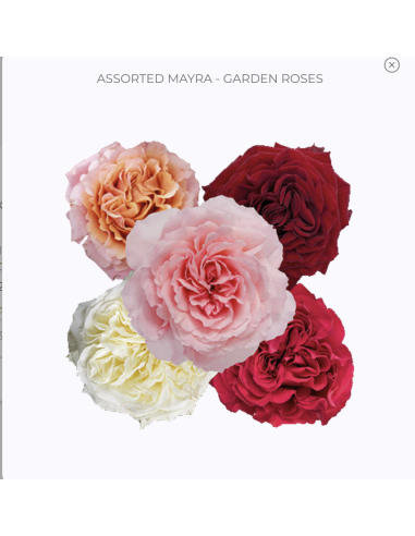 Garden Rose Mayra Assorted