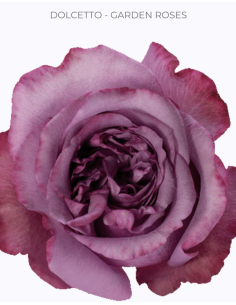 DOLCETTO Lavender Garden Rose