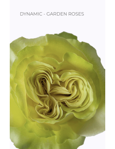DYNAMIC  Garden Rose