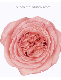LONDON EYE Garden Rose