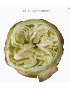 KHELA Garden Rose